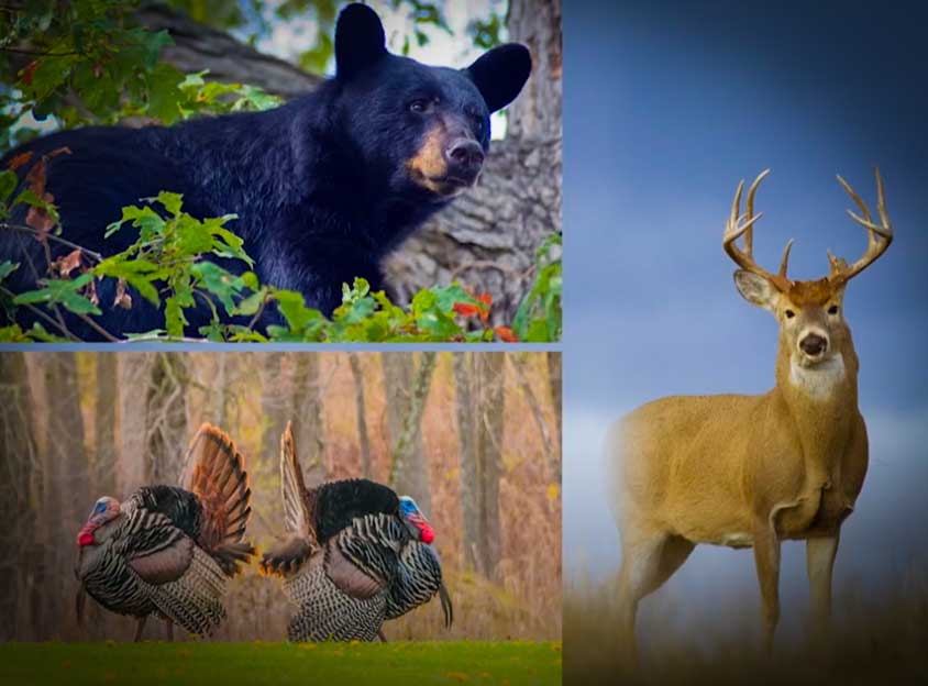 North Carolina's Amazing Wildlife Restoration with NC Wildlife Resources and my724outdoors.com!