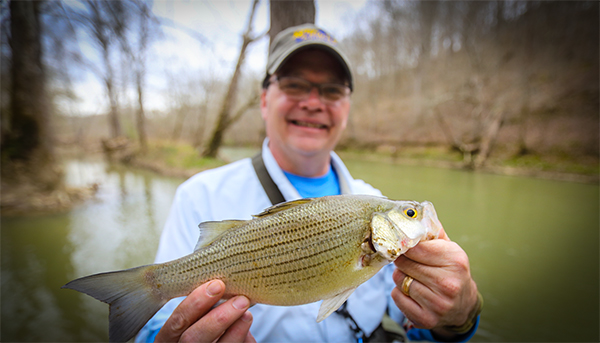 THE WHITE BASS RUNS PROVIDE A BONANZA OF BANK FISHING with KYAfield and my724outdoors.com!