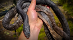 Wait Till You See This Big Coachwhip Snake! with NKFherping and my724outdoors.com!