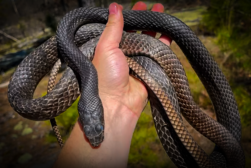 Wait Till You See This Big Coachwhip Snake! with NKFherping and my724outdoors.com!