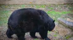 Animals Receive Loving Care at the Salato Wildlife Education Center In This Episode of Kentucky Afield with KYAfield and my724outdoors.com!