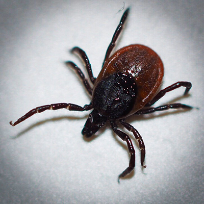 Don't Be a Victim From Ticks this Summer with medlineplus.gov and my724outdoors.com!