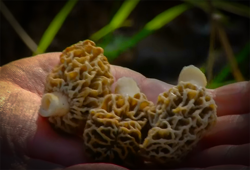 Hitting the Woods for Wild Morels and More with Outdoor Oklahoma and my724outdoors.com!