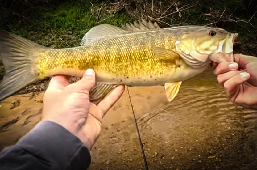 Insane Smallmouth Fishing in a Small Creek with Creek Fishing Adventures and my724outdoors.com!