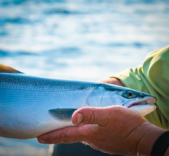 Kokanee Salmon Program Ensures Fantastic Fishing Opportunities in Wyoming with WYGFD and my724outdoors.com!