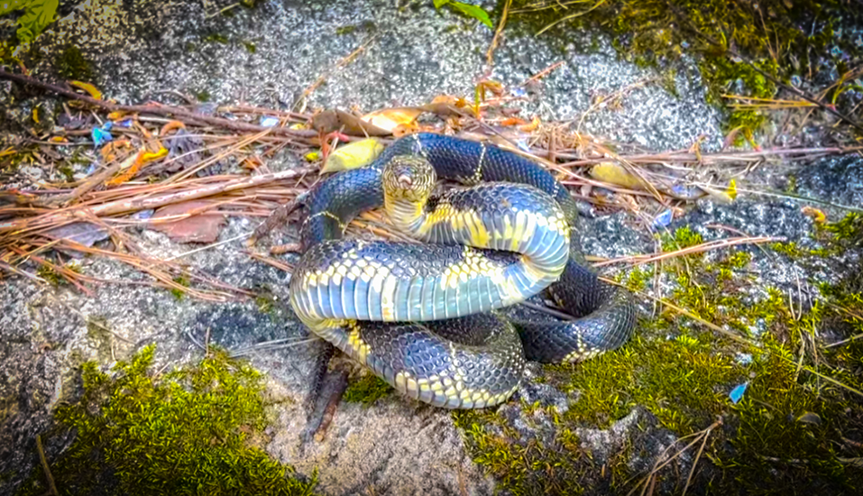 Springtime Snake Hunting Brings Out the Big Ones with NKFHerping and my724outdoors.com!