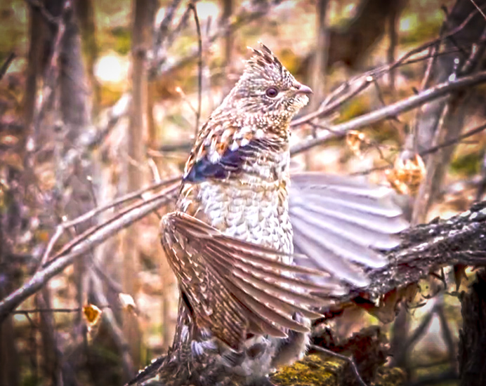 These Ruffed Grouse Displaying and Drumming in North Dakota are Awesome To Watch with NDGF and my724outdoors.com!