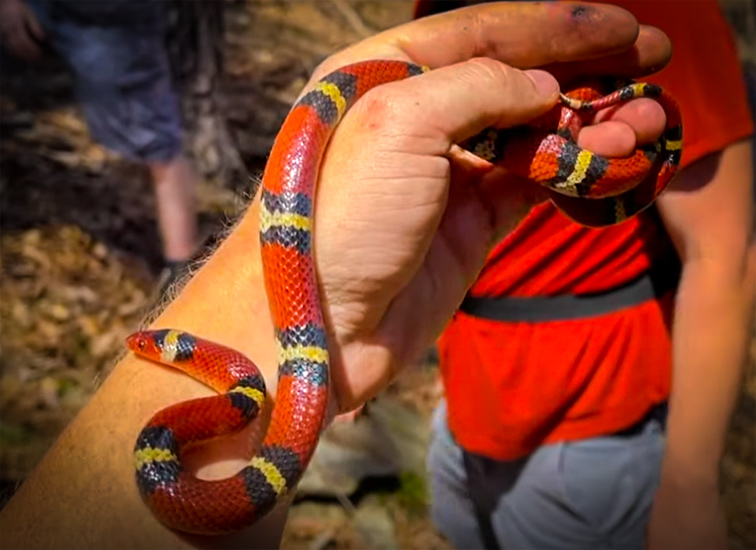 This Huge Scarlett Kingsnake Made For a Fantastic Day with NKFHerping and my724outdoors.com!