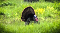 Turkey Hunting Tips You Need To Know with KYAfield and my724outdoors.com!