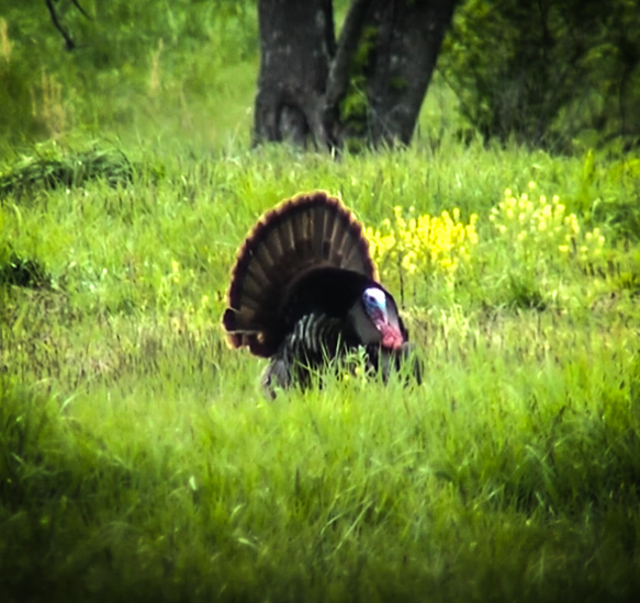 Turkey Hunting Tips You Need To Know with KYAfield and my724outdoors.com!