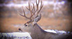 North Dakota 2022 Deer Hunting Lottery Is Coming Up Quickly with NDGFD and my724outdoors.com!