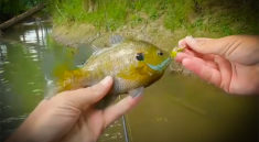 The Often Forgotten Rooster Tail Spinning Lures STILL Catch Fish with Creek Fishing Adventures and my724outdoors.com!