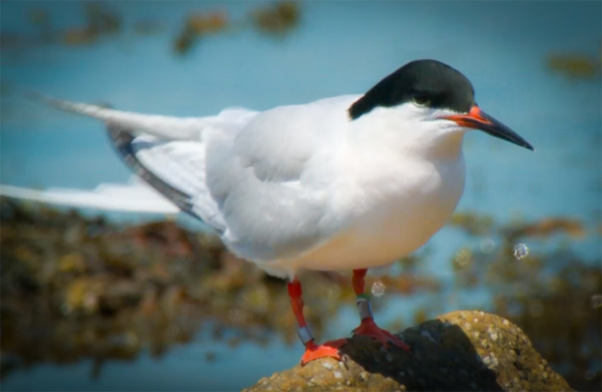 This Tern Seabird Video Loop Will Have You Relaxed in no Time with NCWRC and my724outdoors.com!
