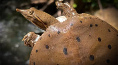 Wonderful Adventure Walking Creeks To Find Snakes and Turtles with NKFHerping and my724outdoors.com!