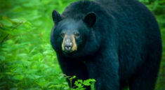 Black Bears Are On the Move with MoConservation and my724outdoors.com!