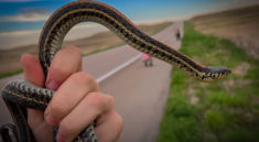 See What Is Lurking In Nebraska Fields with NKFHerping and my724outdoors.com!