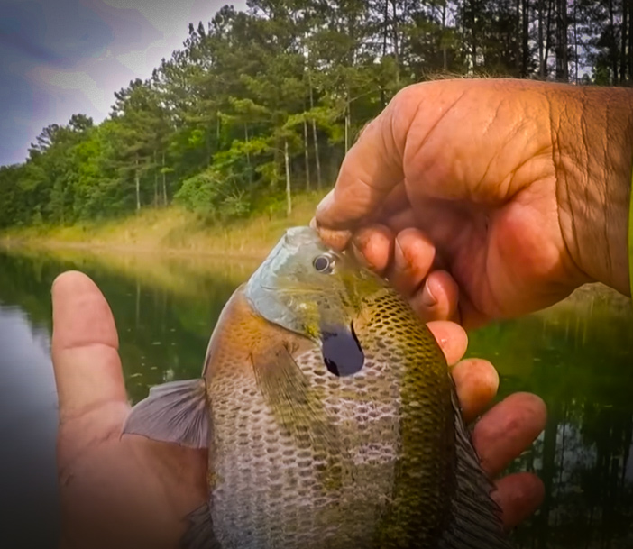 Sometimes You Just Wanna Catch Big Ol Bluegills with Richard Gene the Fishing Machine and my724outdoors.com!