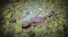 Texas Lizards Are Many and Diverse with NKFHerping and my74outoors.com!