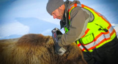 Brown Bear Population Density Study In Alaska Interior with AKDFG and my724outdoors.com!