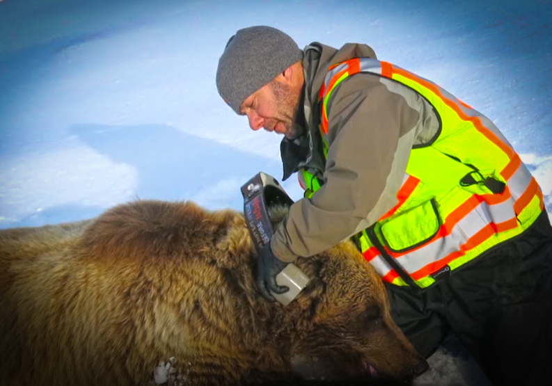 Brown Bear Population Density Study In Alaska Interior with AKDFG and my724outdoors.com!