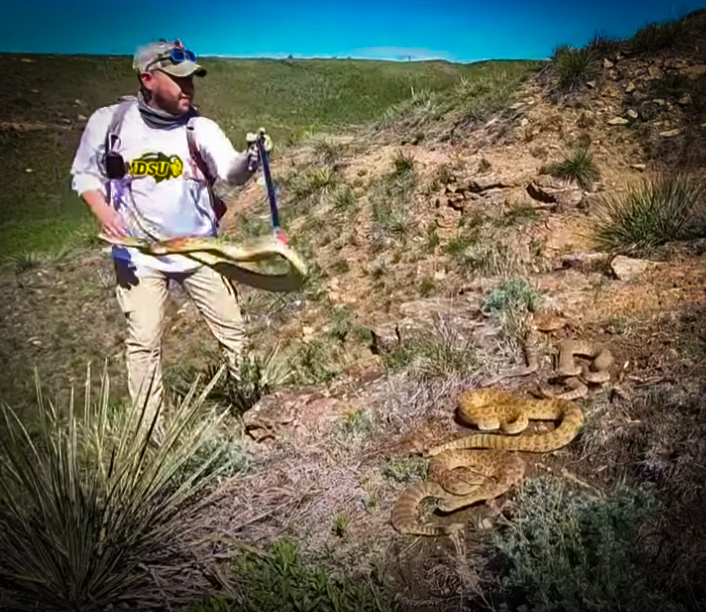 Capturing 22 Rattlesnakes in a Den in North Dakota with NDGNF and my724outdoors.com!