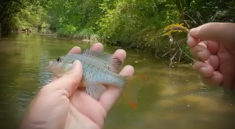 Creek Fishing With This Panfish Set Up Will Keep Your Rod Busy with Creek Fishing Adventures and my724outdoors.com!