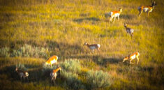 Everything You Need To Know About North Dakota's Pronghorn Hunting Lottery for 2022 with NDGFD and my724outdoors.com!