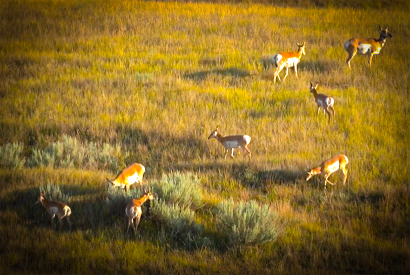 Everything You Need To Know About North Dakota's Pronghorn Hunting Lottery for 2022 with NDGFD and my724outdoors.com!