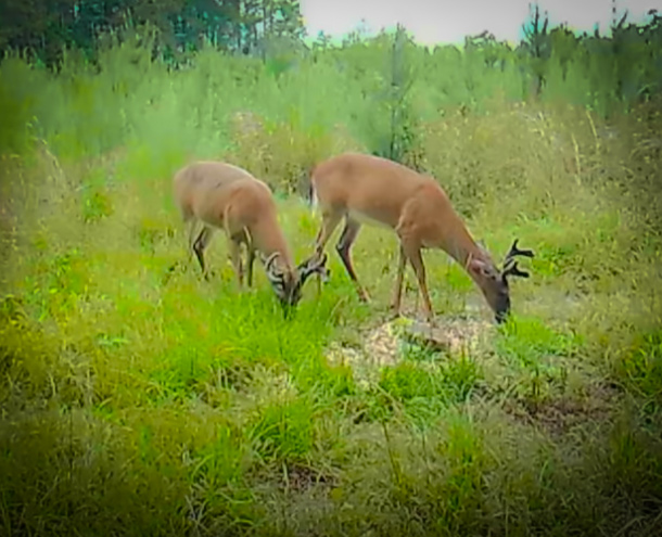Scouting Deer For 2022 Deer Season And It Looks Like It Is Going To Be GREAT with Bubba Rountree Outdoors and my724outdoors.com!