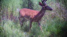 Scouting Deer Kicks Into High Gear as 2022 Season Approaches with Bubba Rountree Outdoors and my724outdoors.com!