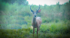Deer Season Is Upon Us and It Looks Like It Is Going To Be A Good One with Bubba Rountree Outdoors and my724outdoors.com!