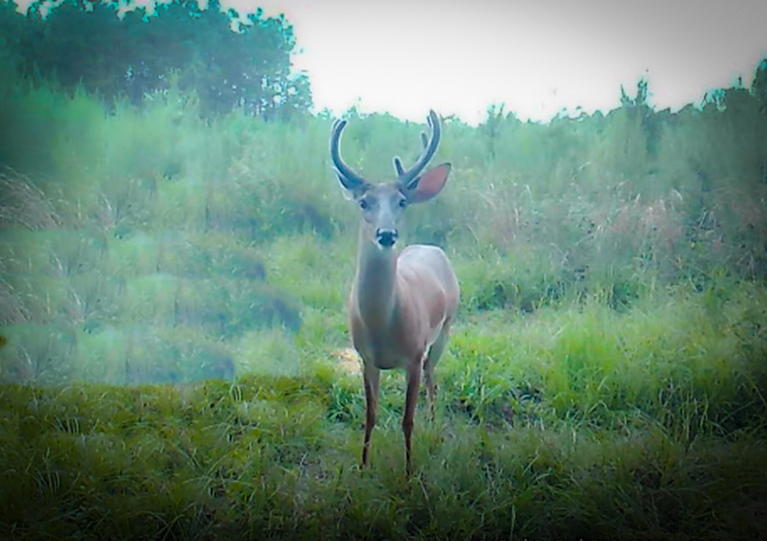 Deer Season Is Upon Us and It Looks Like It Is Going To Be A Good One with Bubba Rountree Outdoors and my724outdoors.com!