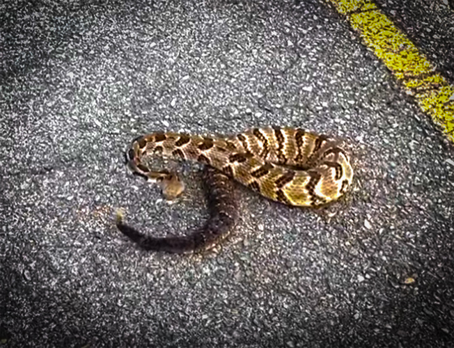 It's Rattlesnake Season in the South and Wait Until You see This Massive Timber Rattlesnake my724outdoors.com!