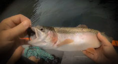 Just a Fantastic Awesome Day Trout Fishing On The White River with FishinwithKolten and my724outdoors.com!