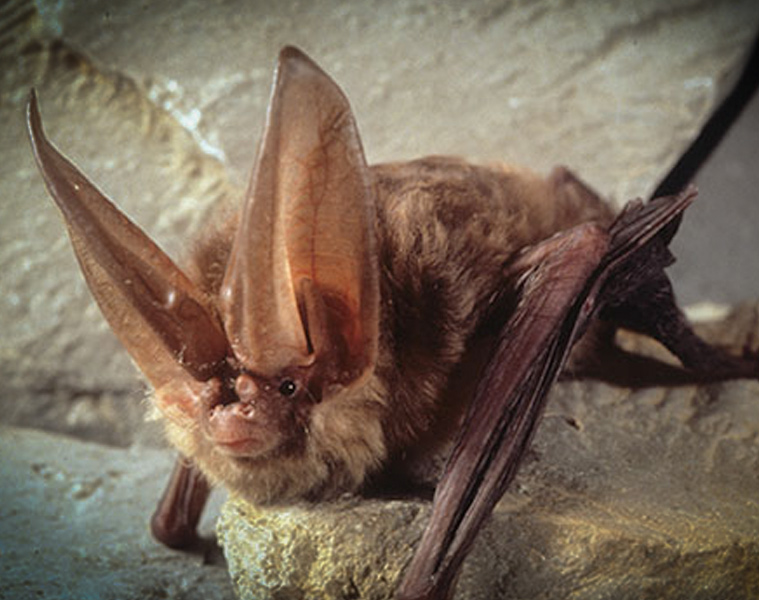 Protecting and Monitoring the Endangered Virginia Big Eared Bats in Kentucky with KYAField and my724outdoors.com!