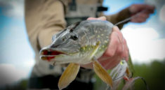 SOA Online Alaskan Fishing Lodge Is Where The Action Is with SOA Online and my724outdoors.com!