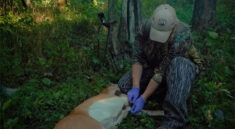 How To Easily Field-Dress a Whitetail Deer Using the Coring Method with KYAfield and my724outdoors.com!