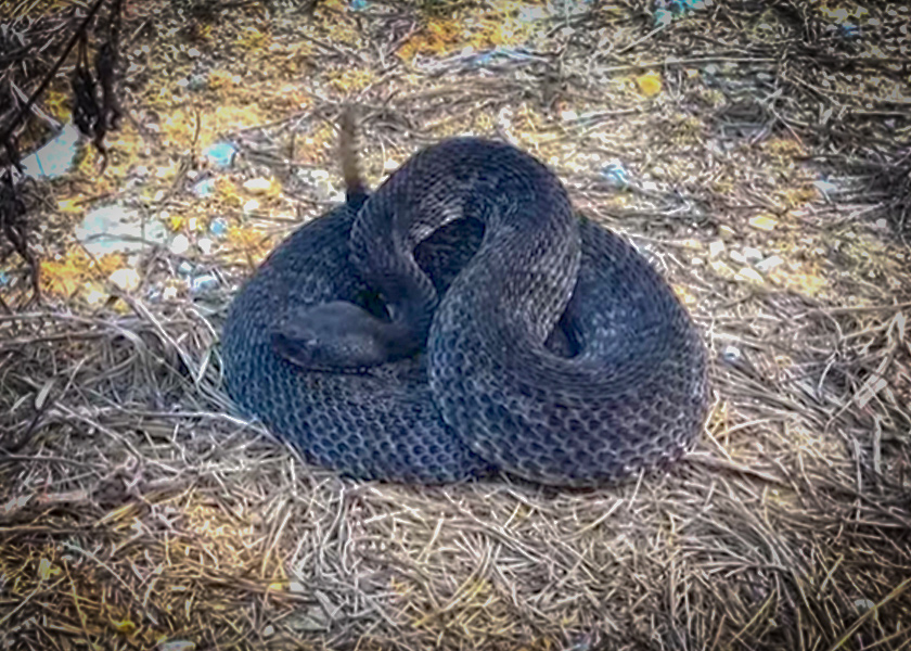 Incredible Rare Black Rattlesnake Found in Alabama with NKFHerping and my724outdoors.com!