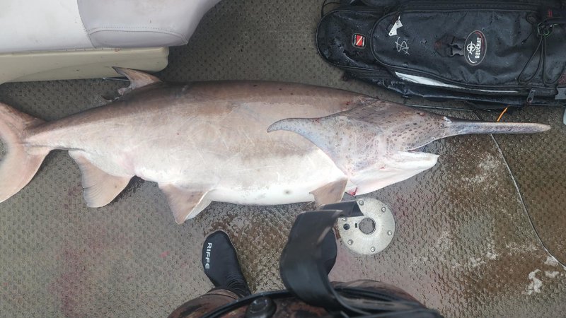 Possible world-record paddlefish skewered on Beaver Lake with AGFC and my724outdoors.com!