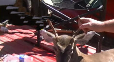 Big Bucks Are Out Early This Deer Season with Bubba Rountree Outdoors and my724outdoors.com!