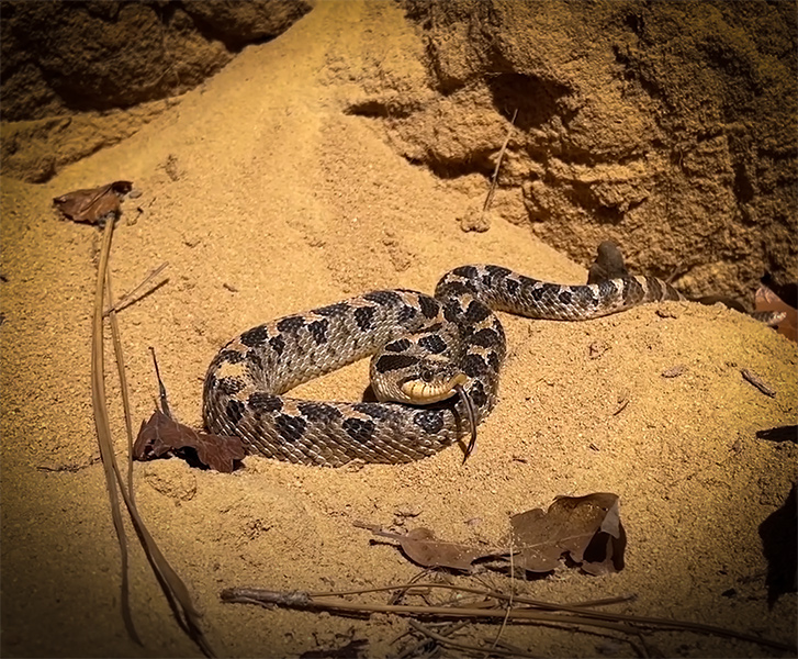 Fall Snake Hunting Brings Out The Hognose and More with NKFHerping and my724outdoors.com!