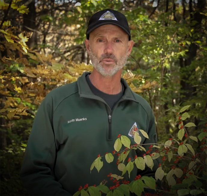 How To Control The Aggressive Bush Honeysuckle Plant with MoConservation and my724outdoors.com!