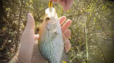 Nothing Beats Catching Big Crappie in a Shallow Creek with Creek Fishing Adventures and my724outdoors.com!