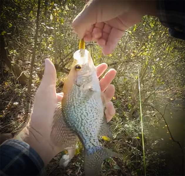Nothing Beats Catching Big Crappie in a Shallow Creek with Creek Fishing Adventures and my724outdoors.com!