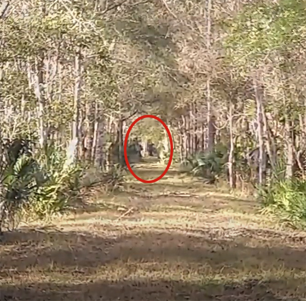 Did Scott see Skunk Ape Tracks and sight one in this Backwoods Adventure? with Backwoods Florida Adventures and my724outdoors.com!