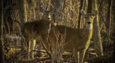 It Is All About Deer Season 2022 in This Episode of Nature's Calling with MoConservation and my724outdoors.com!