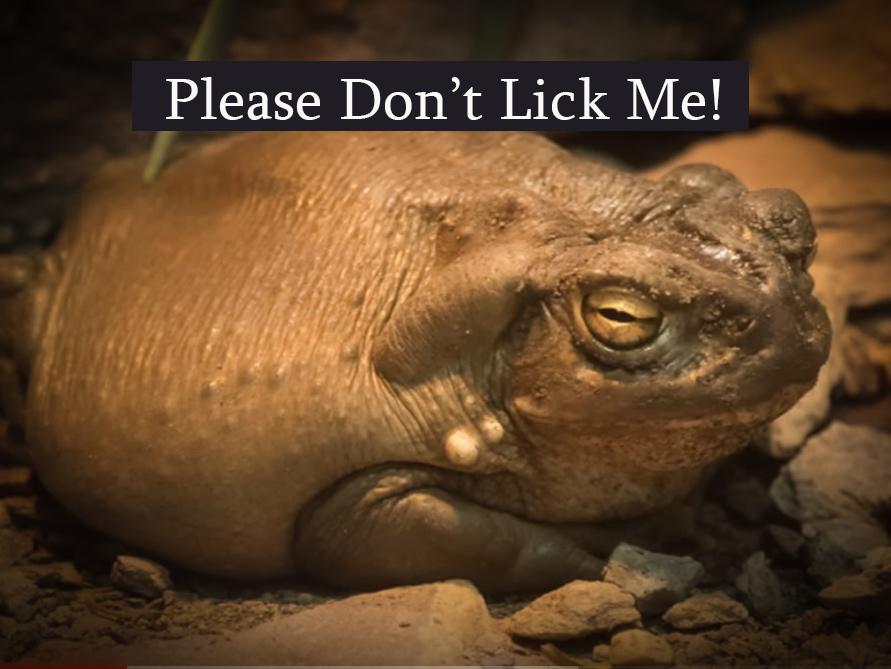 National Park Service Issues A Warning To STOP Licking Hallucinogenic Toads with TOGR and my724outdoors.com!