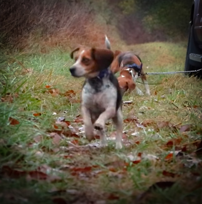 Rabbit Hunting Season 2022 Shows Why Beagles Are Best with KYAfield and my724outdoors.com!