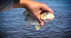 These Saltwater Bottom Fishing Tips Are Sure To Fill Your Live Well with Hey Skipper and my724outdoors.com!