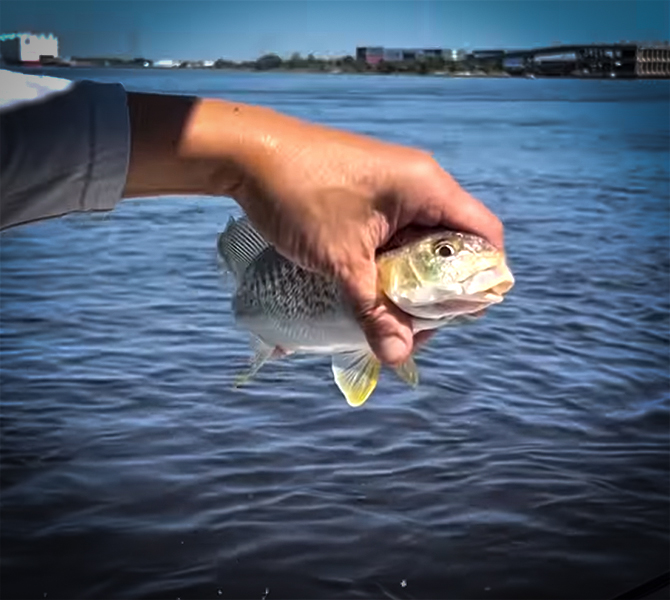 These Saltwater Bottom Fishing Tips Are Sure To Fill Your Live Well with Hey Skipper and my724outdoors.com!